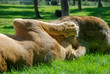lions playnig in the grass