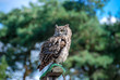 owl on a pole