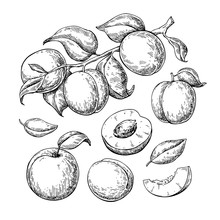 Apricot Vector Drawing Set. Hand Drawn Fruit, Branch And Sliced 