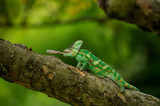 Fototapeta Zwierzęta - Chameleon on tree hunting home cricket