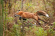 Red Fox (Vulpes vulpes) Bounds Through Weeds