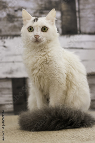 White Cat For Adoption With Gray Tail Sitting Looking At The