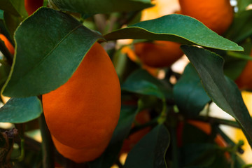 Wall Mural - Kumquat tree. small oranges