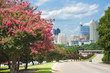 Raleigh skyline in the summer with colorful crepe myrtle trees in bloom