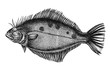 Hand drawn flounder flatfish