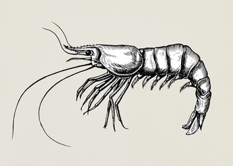 Wall Mural - Hand drawn shrimp isolated