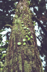 Green moss and parasitic plants covered on a tree trunk in forest.