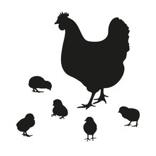 Silhouette Of A Chicken And Five Chickens On A White Background