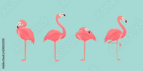 Set of flamingos isolated on background. illustration. Canvas Print