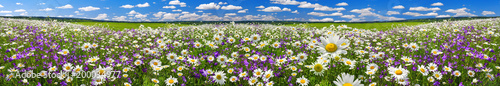 spring landscape panorama with flowering flowers on meadow