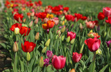 Fototapeta Tulipany - Tulpen Tulpenbeet in der Blüte