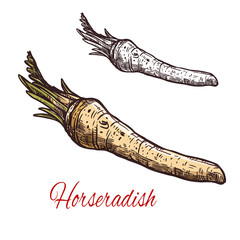 Wall Mural - Horseradish vegetable root sketch for spice design