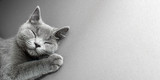Fototapeta Góry - British Shorthair gray cat lying on grey background, with copy-space