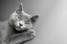 British Shorthair Gray Cat Lying On Grey Background, With Copy-space