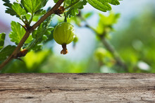Old Wooden Deck Table In The Garden With Gooseberries