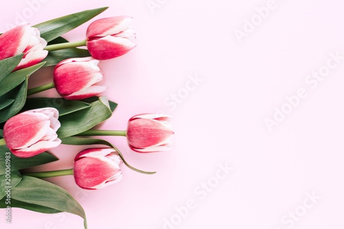 Six pink tulips on pink background. Top view, copy space.