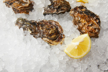 Cooled oysters refrigerated on ice with lemon