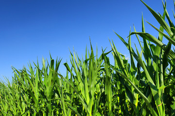 Canvas Print - green fresh cornfield 