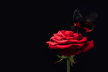 Close Up View Of Beautiful Butterfly On Red Rose Isolated On Black