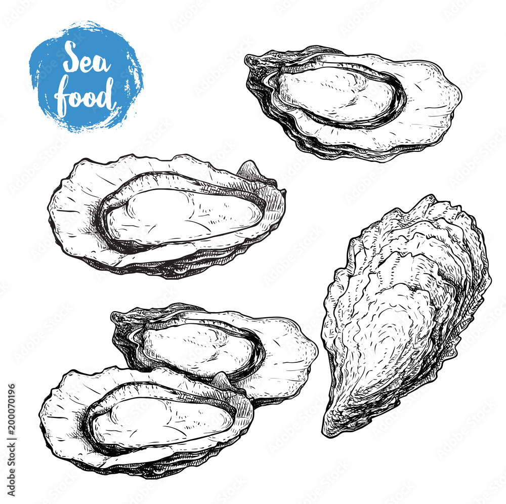 Hand drawn sketch oyster set. Hand drawn illustration of fresh seafood ...