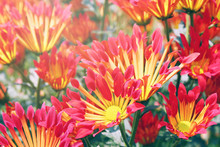 Red And Yellow Chrysanthemums In A Sunlight. Field Of Summer Flowers.