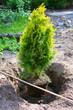 Planting plants step by step / ornamental shrub  / Thuja Golden Smaragd - planting depth