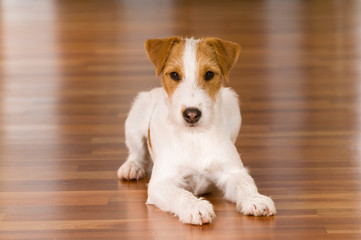 Wall Mural - Parson Russel Terrier liegt im Wohnzimmer