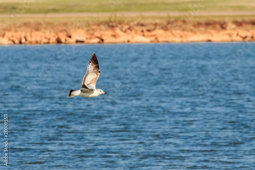 Fotografia, Obraz Ring billed gull (Larus delawarensis) in flight