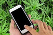 Smartphone with black screen background of cannabis flowers,
