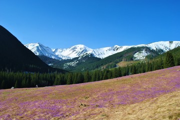 Wall Mural - Tatry Zachodnie wiosną