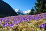 Fototapeta Kwiaty - Krokusy w Tatrach
