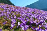 Fototapeta Kwiaty - Krokusy w Tatrach