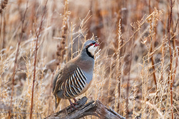 Wall Mural - A Chukar Foraging for Food and Calling for its Mate