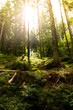 Ökosystem Wald