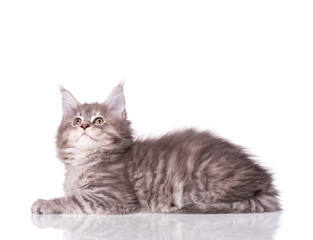 Maine Coon kitten 2 months old. Cat isolated on white background. Portrait of beautiful domestic gray kitty.