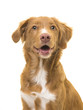 Portrait of a scotia duck tolling retriever dog with mouth open on a white background