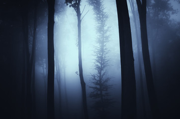 Wall Mural - forest at night, dark fantasy scene