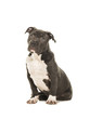 © Elles Rijsdijk - Cute sitting american bully puppy with blue eyes isolated on a white background