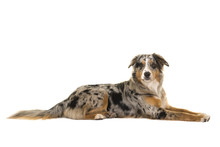 Pretty Lying Down Blue Merle Australian Shepherd Dog Seen From The Side Looking At The Camera Isolated On A White Background