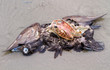 © Matauw - Cadaver of a dead duck on the beach