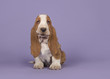 Cute tan and white basset hound puppy sitting on a lavender purple background seen from the side