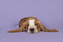 Cute Sleeping Tan And White Basset Hound On A Lavender Purple Background