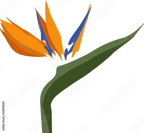 Fiore Di Strelitzia Reginae O Uccello Del Paradiso Buy This Stock Illustration And Explore Similar Illustrations At Adobe Stock Adobe Stock