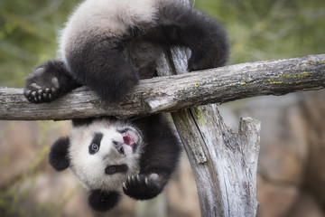 yuan meng baby panda cute