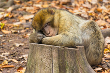 Close-up Of Cute Barbary Ape Monkey (macaca Sylvanus) Asleep On A Tree Trunk In A Forest In Fall.