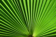 Bright green palm frond close up with striped pattern.