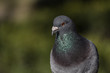 single, city ​​pigeon, gray blurred background, portrait of a pigeon bird, gołąb, pojedynczy ptak, rozmyte tło szare i zielone