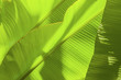 © svetlanais - Tropical banana leaf with light. Abstract texture, jungle exotic green background