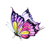 Fototapeta Motyle - butterfly,watercolor,on a white