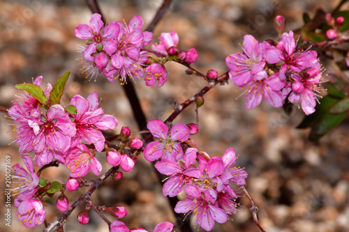 一重の庭桜 ヒトエノニワザクラ 庭梅に似ているが桜の仲間 木が大きくならず日本の庭に適している Stock Photo Adobe Stock